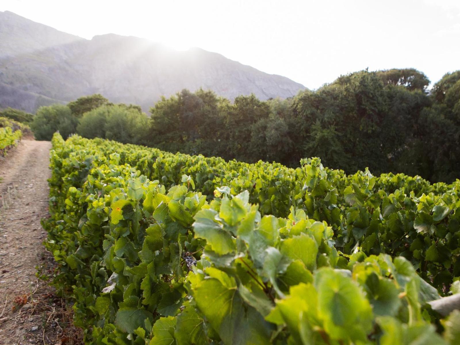 Maison Montagne Franschhoek Esterno foto