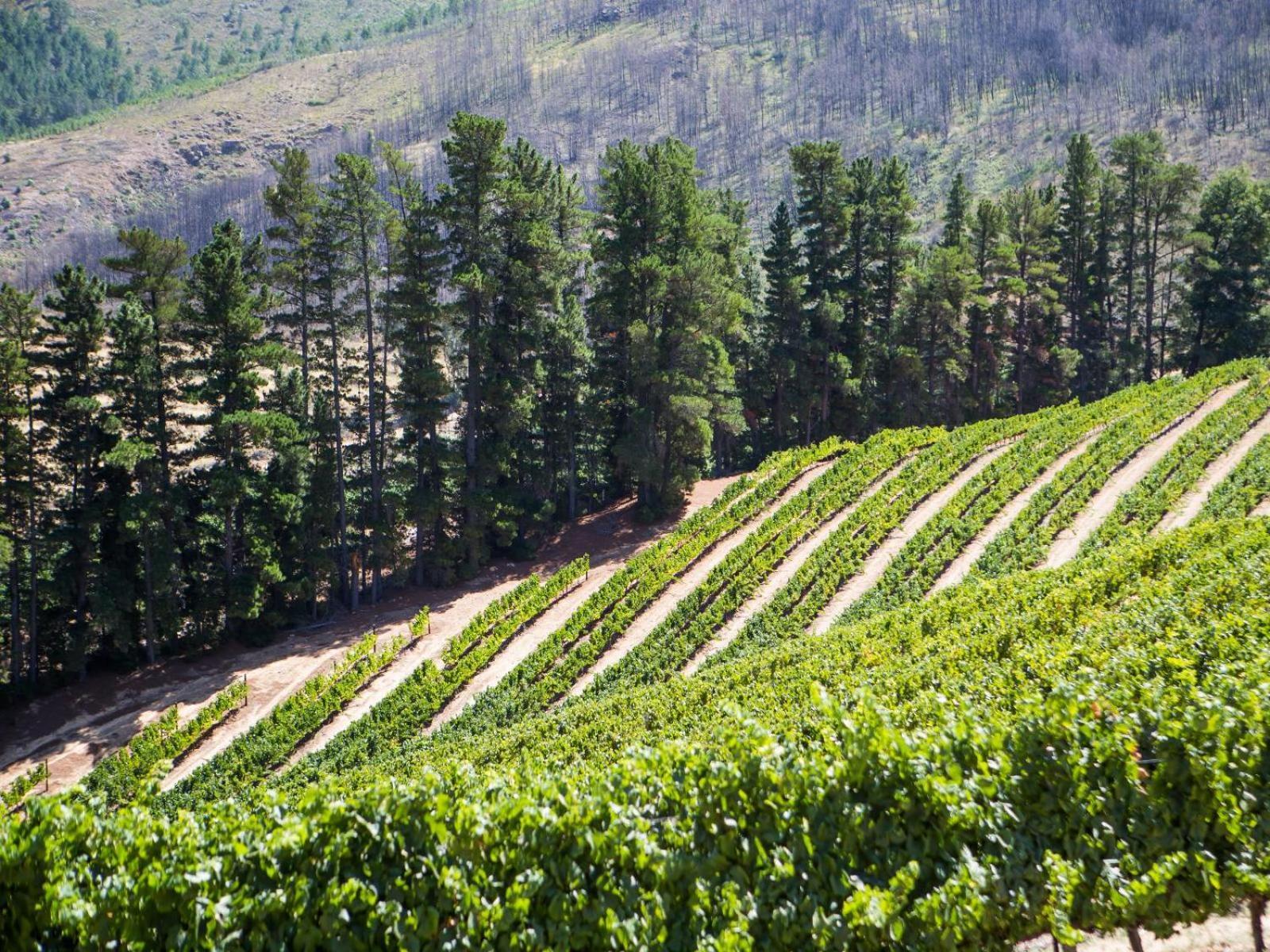 Maison Montagne Franschhoek Esterno foto